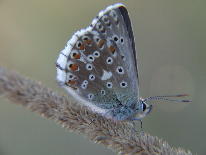 Polyommatus coridon - ezüstkék boglárka