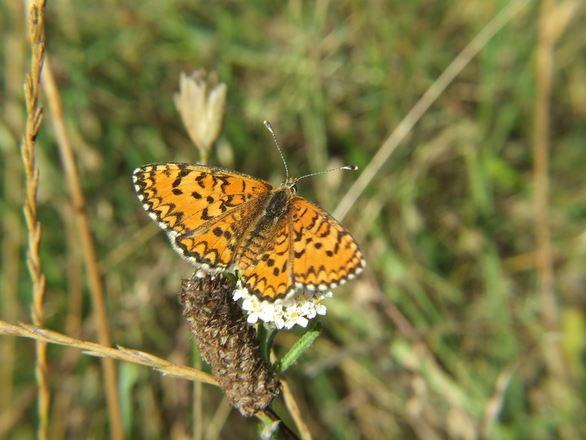 Melitaea trivia - kis tarkalepke