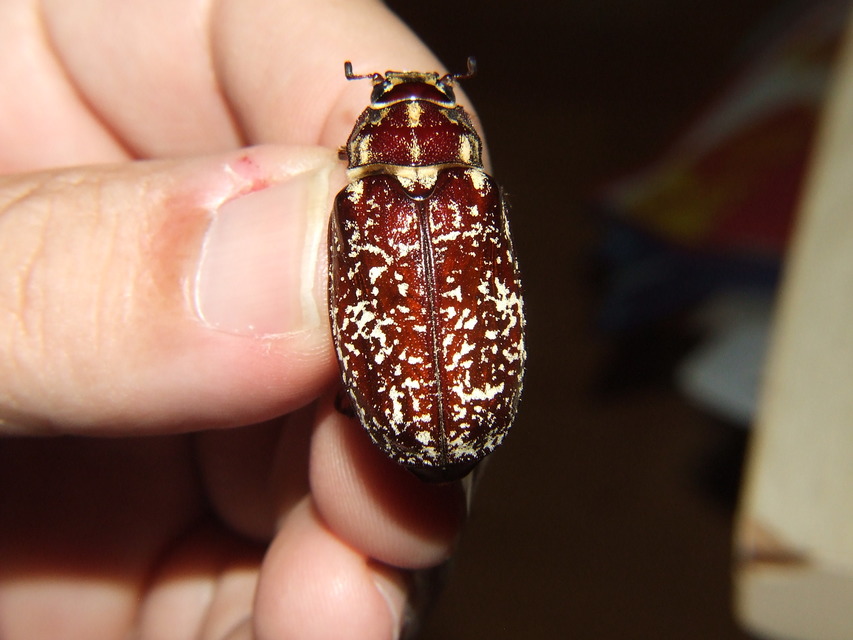 Polyphylla fullo - csapó cserebogár
