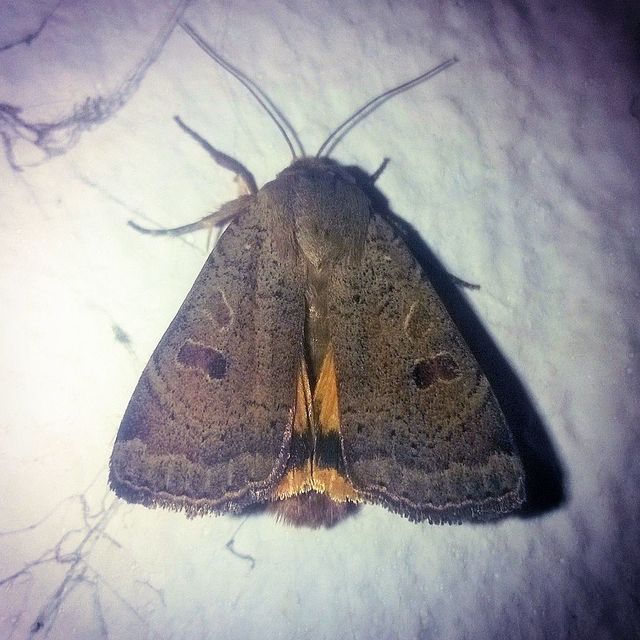 Noctua comes - kis sárgafűbagoly