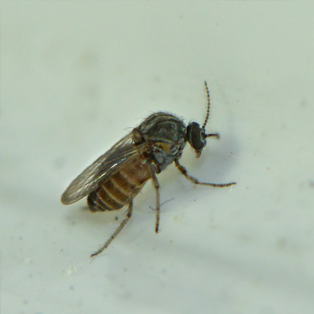 Ceratopogonidae - törpeszúnyogok