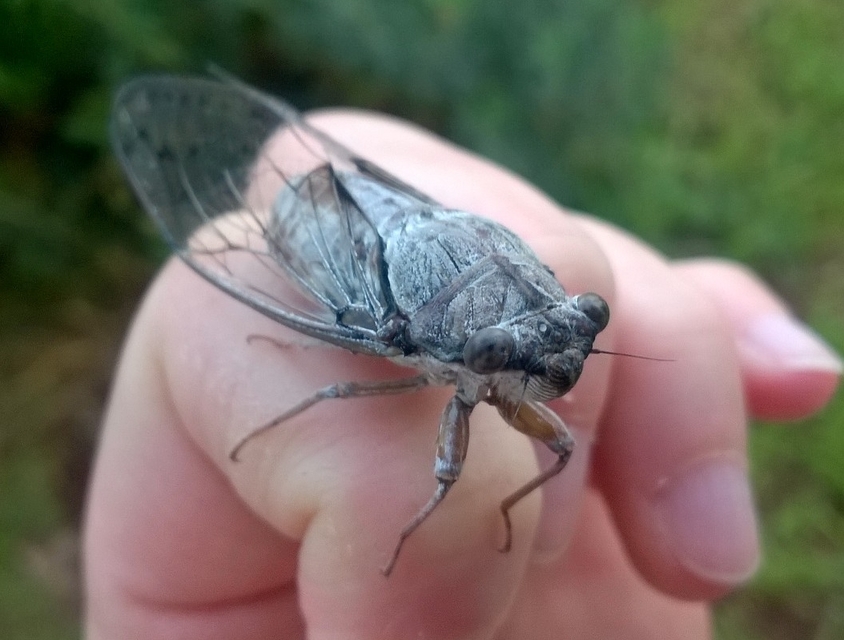 Cicadidae - énekeskabócák