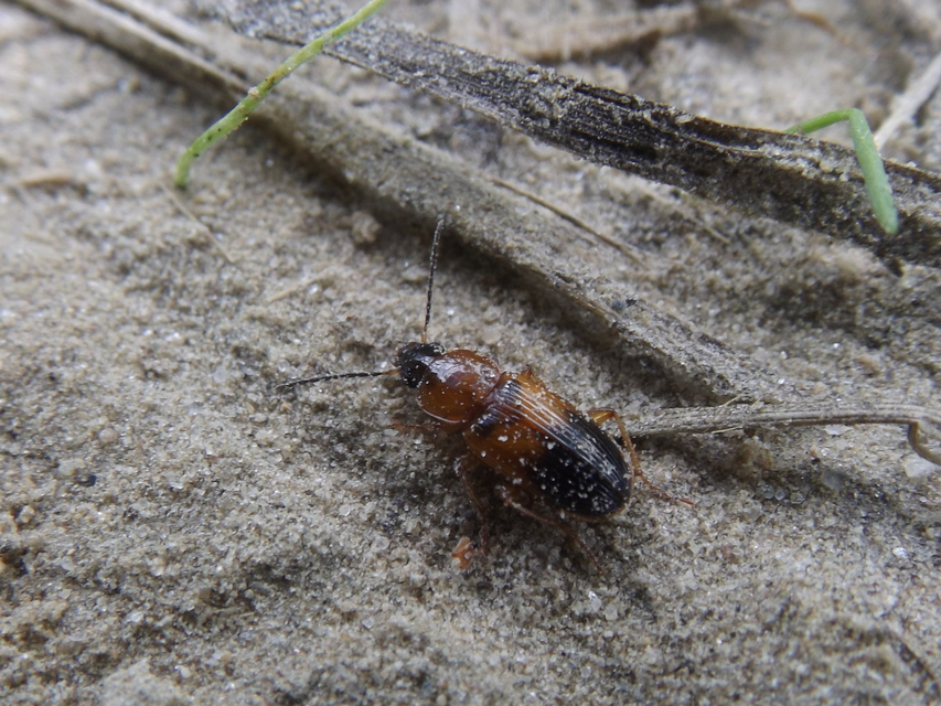 Stenolophus teutonus - nagyfoltos turzásfutó