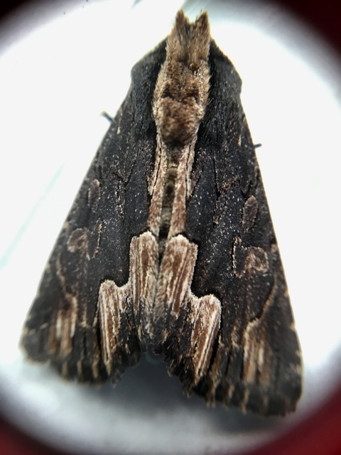 Dypterygia scabriuscula - szurokbarna nyáribagoly