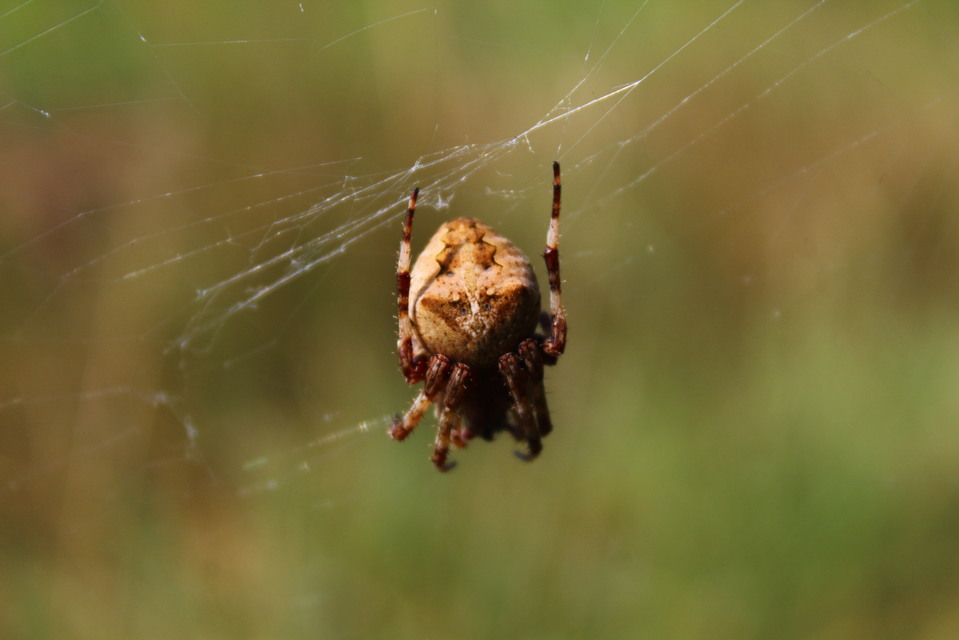 Araneus angulatus - vállas keresztespók