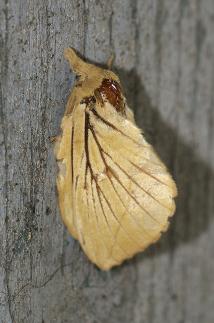 Euthrix potatoria - szomjas pohók