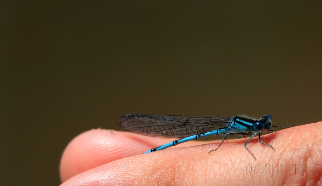 Erythromma lindenii - kékszemű légivadász