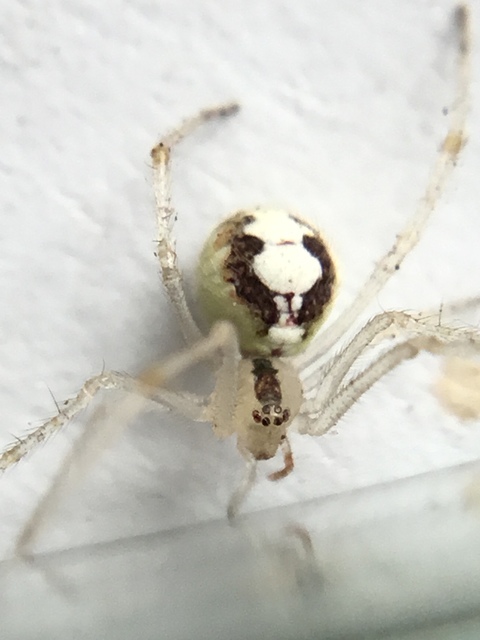 Theridion varians - változó törpepók