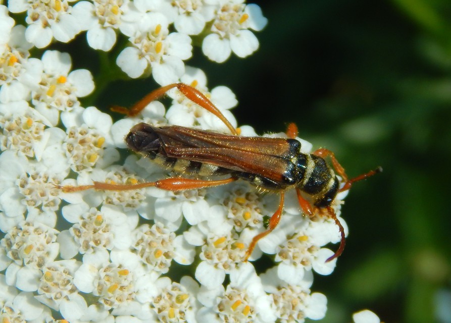 Stenopterus flavicornis - sárgacsápú keskenyfedőscincér