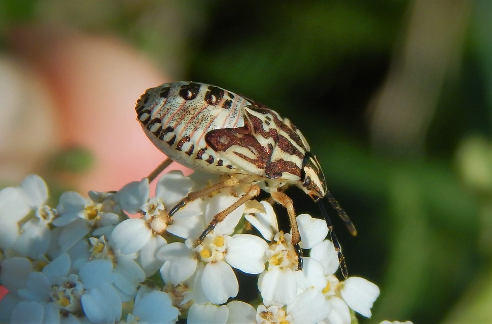 Carpocoris purpureipennis - piros gyümölcspoloska Carpocoris purpureipennis - piros gyümölcspoloska