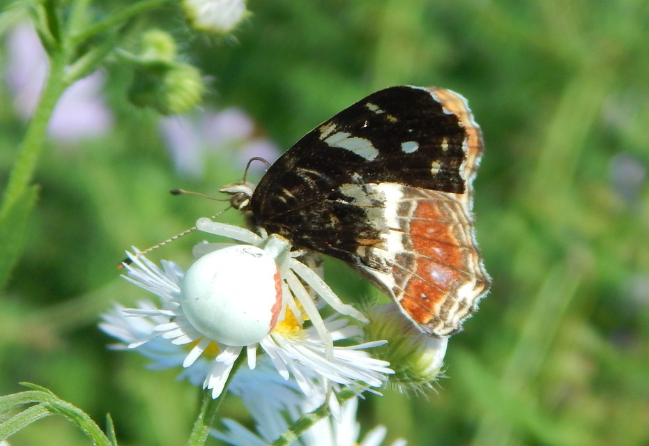 Misumena vatia - viráglakó karolópók