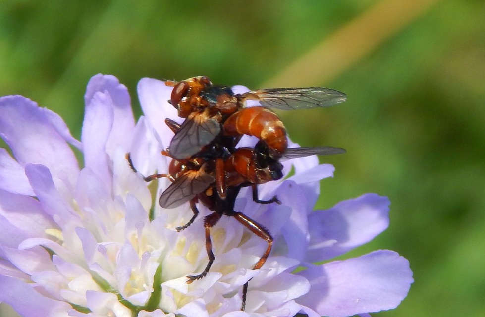 Sicus