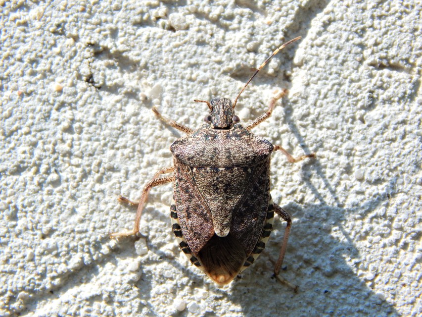 Halyomorpha halys - ázsiai márványospoloska