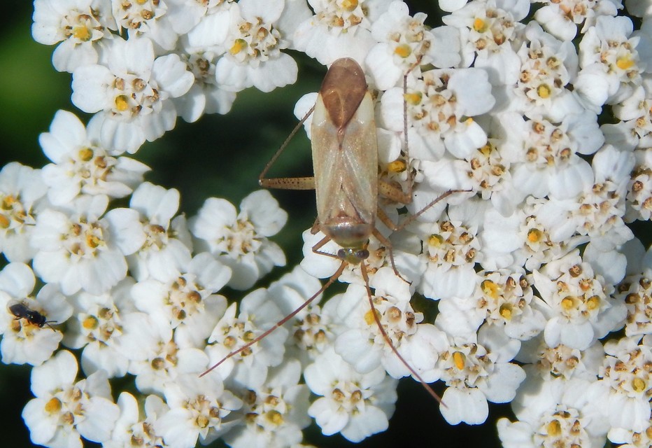 Adelphocoris lineolatus - lucernapoloska