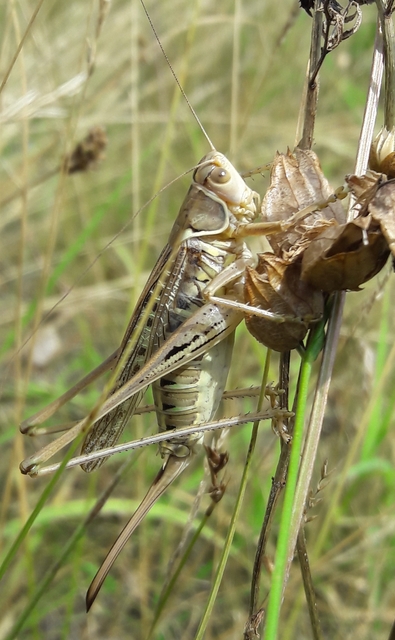 Gampsocleis glabra - tőrös szöcske