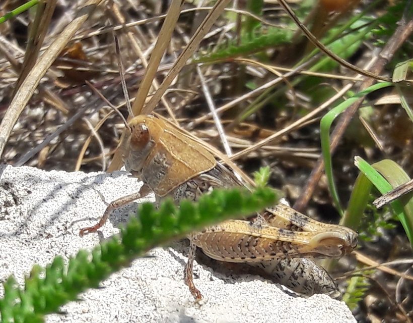 Calliptamus italicus - olaszsáska