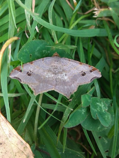 Macaria alternata - közönséges szürkearaszoló