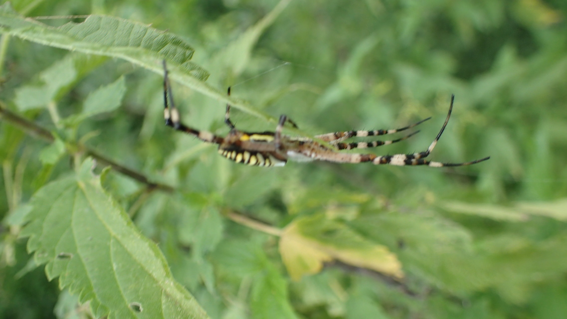 Argiope bruennichi - darázspók