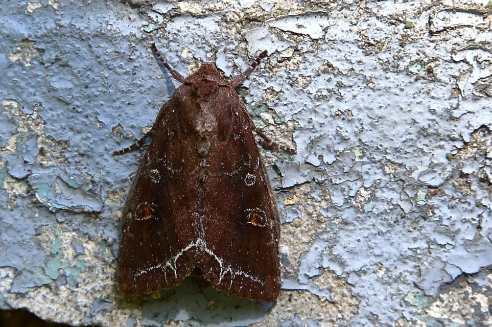 Lacanobia oleracea - saláta-kertibagoly