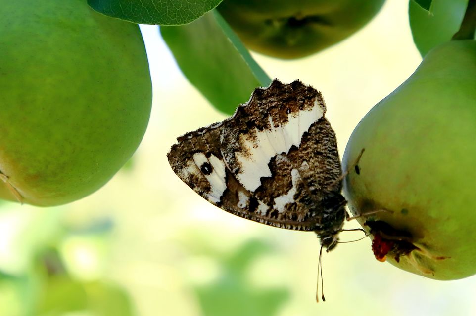 Brintesia circe - fehéröves szemeslepke