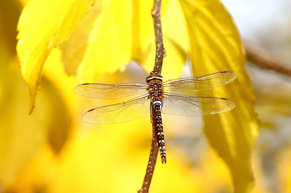 Aeshna mixta - kései karcsúacsa
