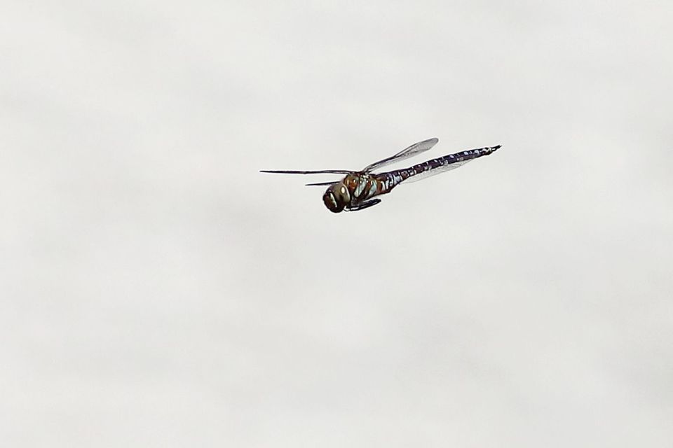 Aeshna mixta - kései karcsúacsa