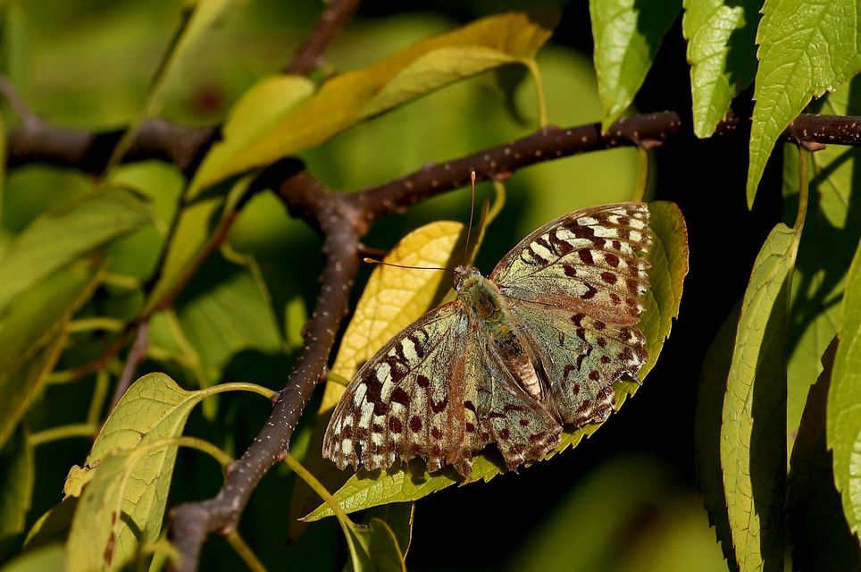 Argynnis pandora - zöldes gyöngyházlepke