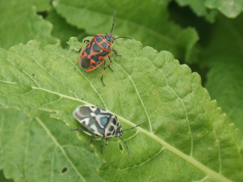 Eurydema ornata - díszespoloska Eurydema ornata - díszespoloska