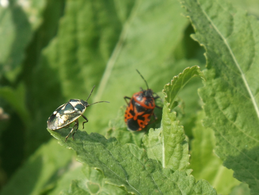 Eurydema oleracea - paréjpoloska Eurydema oleracea - paréjpoloska