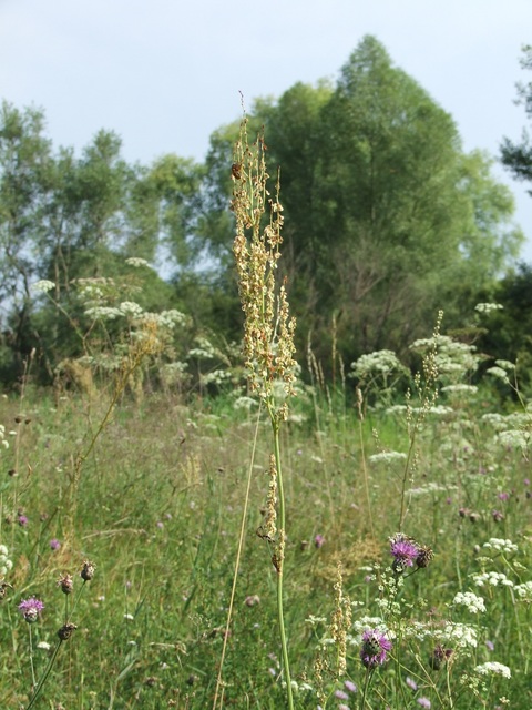 Tituboea macropus - dárdahere-zsákhordóbogár