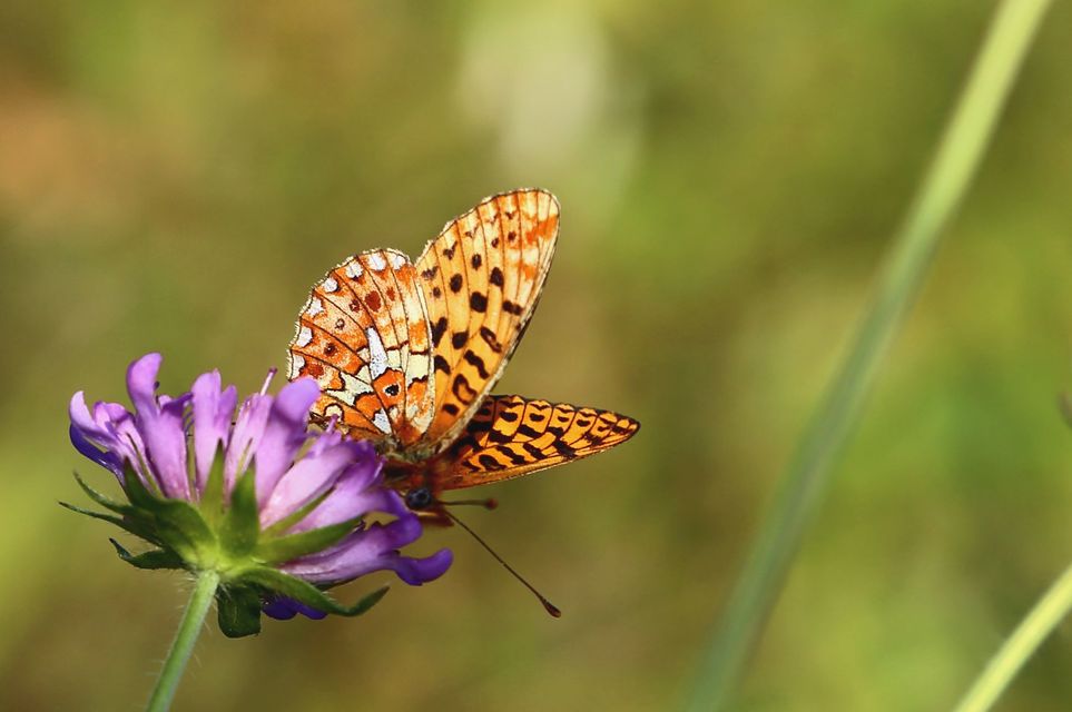 Boloria euphrosyne - árvácska-gyöngyházlepke