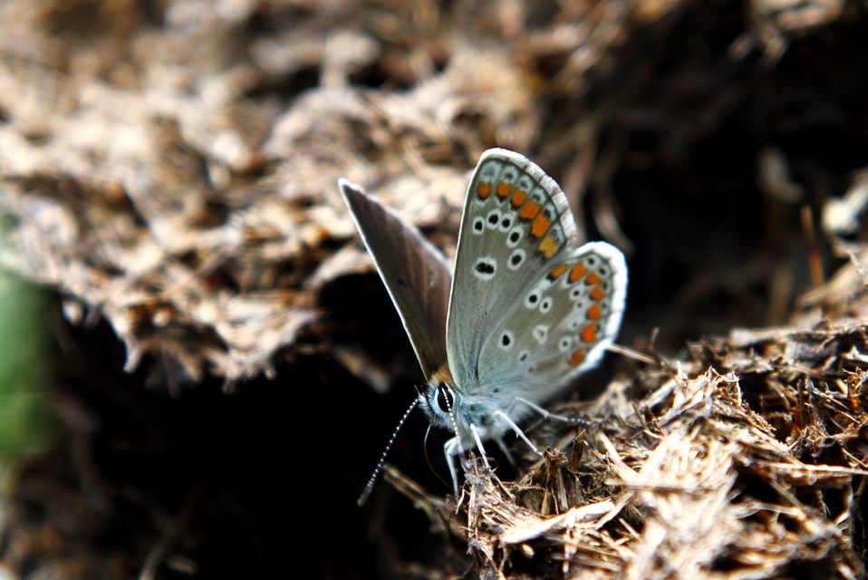 Aricia artaxerxes issekutzi - bükki szerecsenboglárka