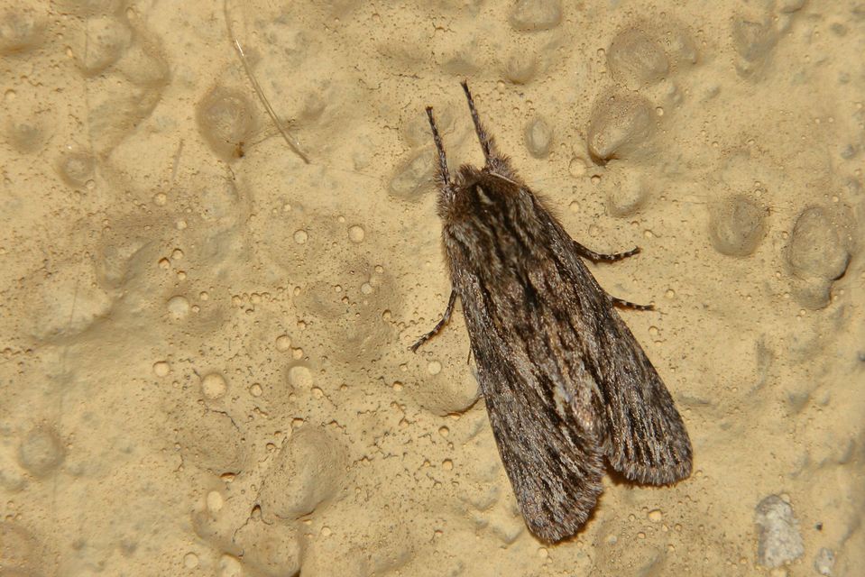 Asteroscopus sphinx - csillagnéző bundásbagoly