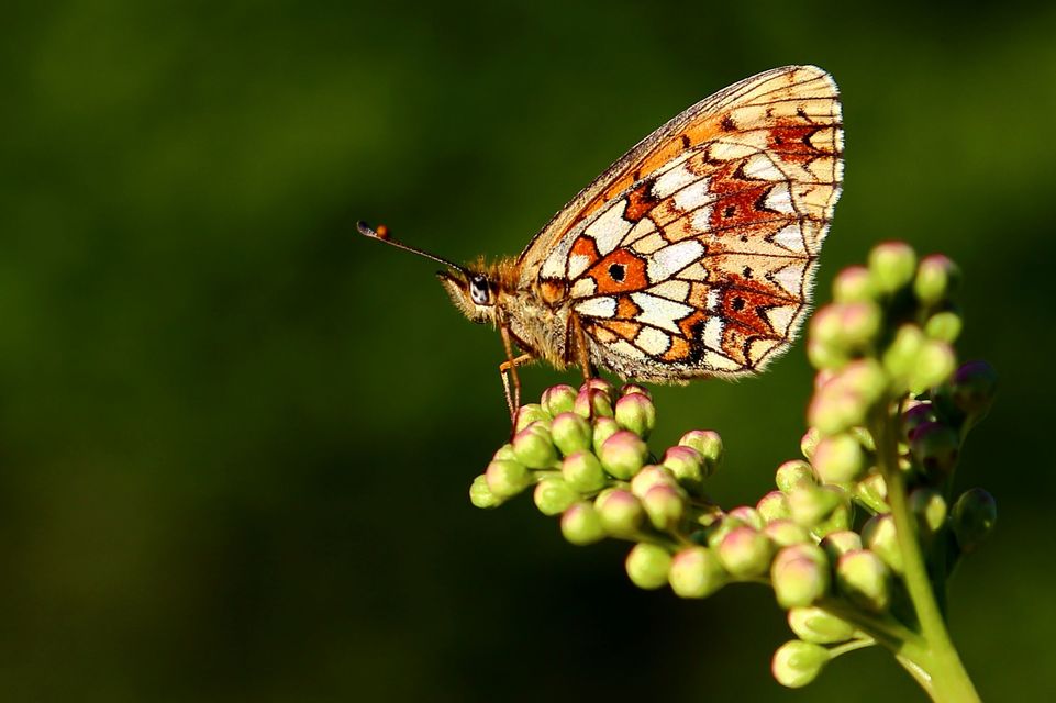 Boloria selene - fakó gyöngyházlepke