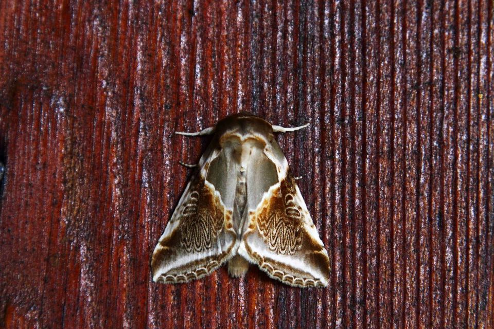 Habrosyne pyritoides - fehérsávos pihésszövő