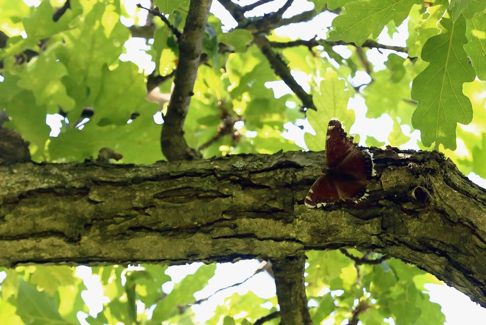 Nymphalis antiopa - gyászlepke