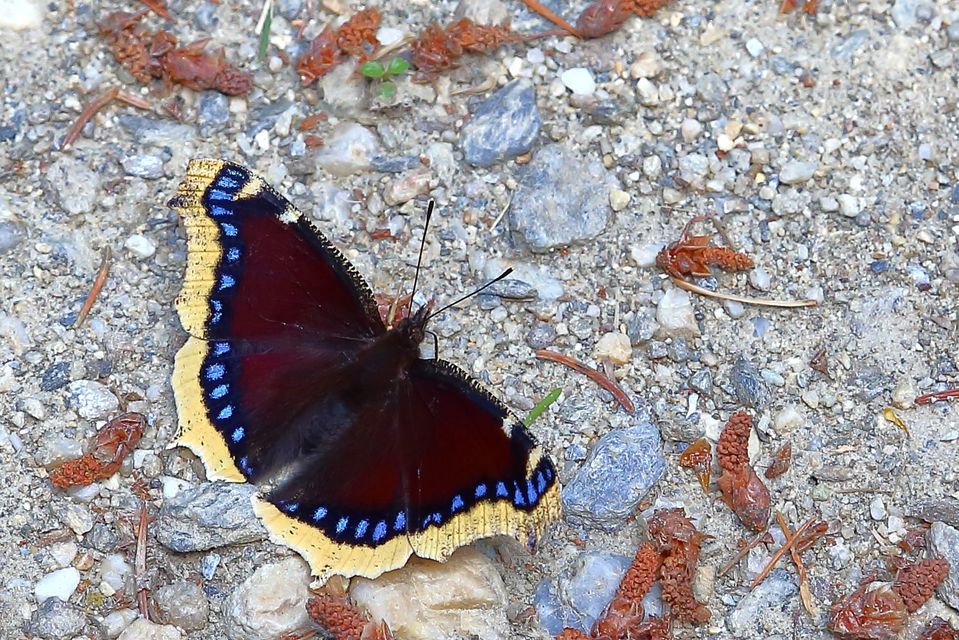Nymphalis antiopa - gyászlepke