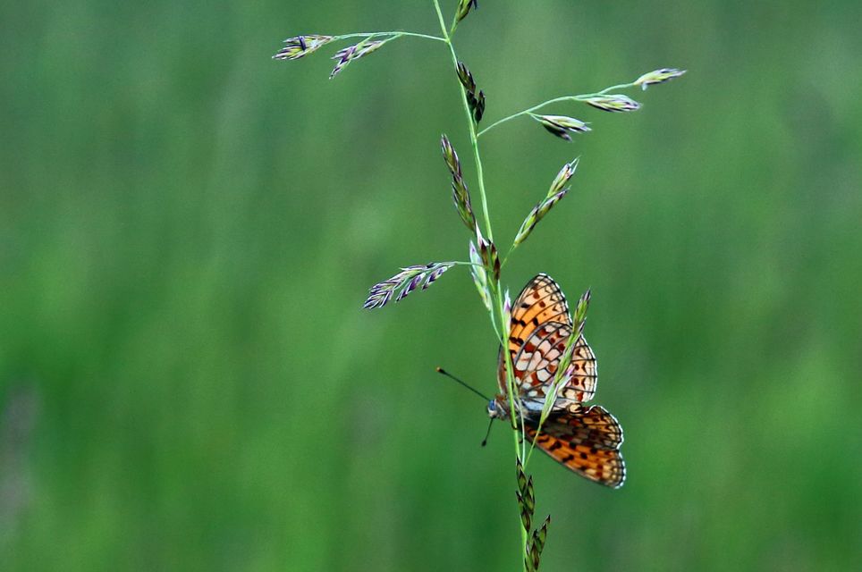 Argynnis niobe - ibolya-gyöngyházlepke