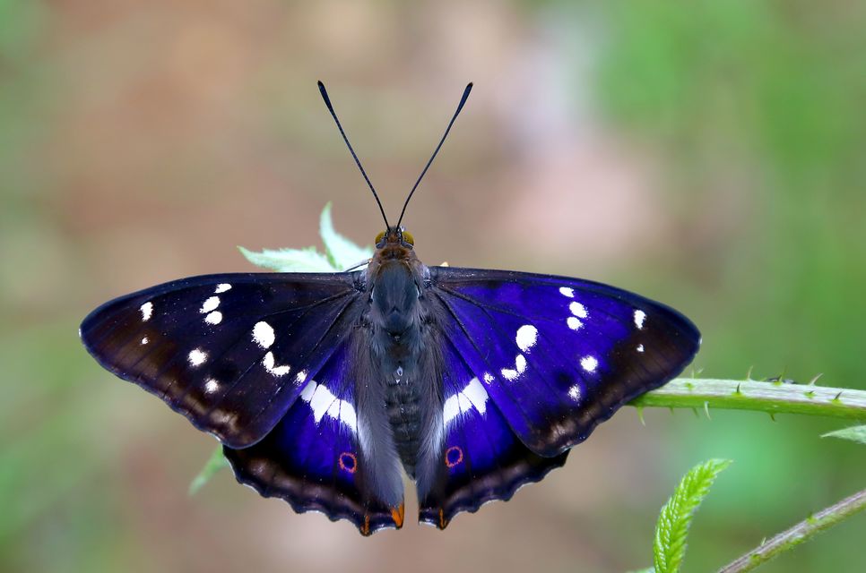 Apatura iris - nagy színjátszólepke