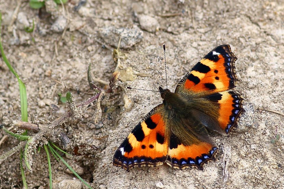 Nymphalis urticae - kis rókalepke