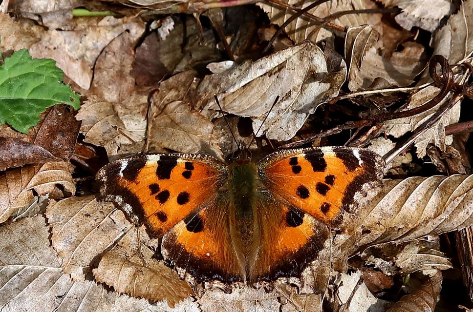Nymphalis xanthomelas - vörös rókalepke