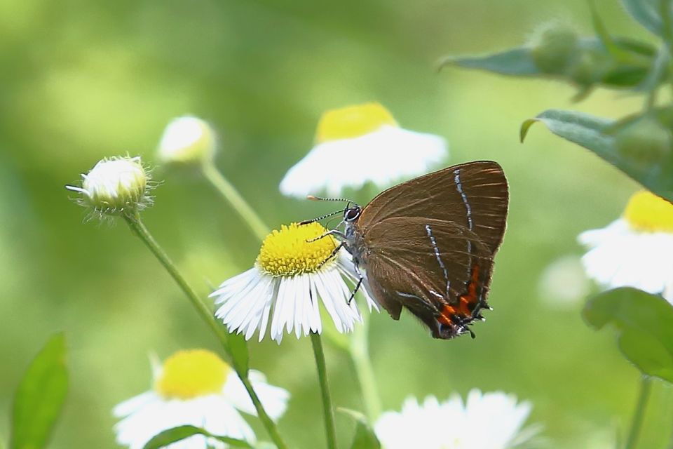 Satyrium w-album - szilfa-csücsköslepke