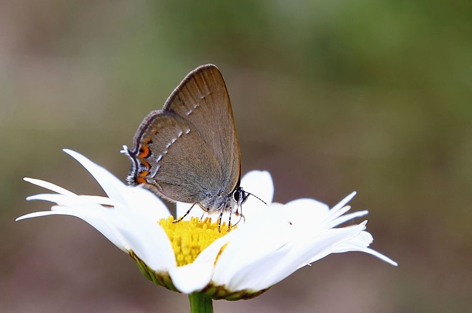 Satyrium acaciae - akác-csücsköslepke