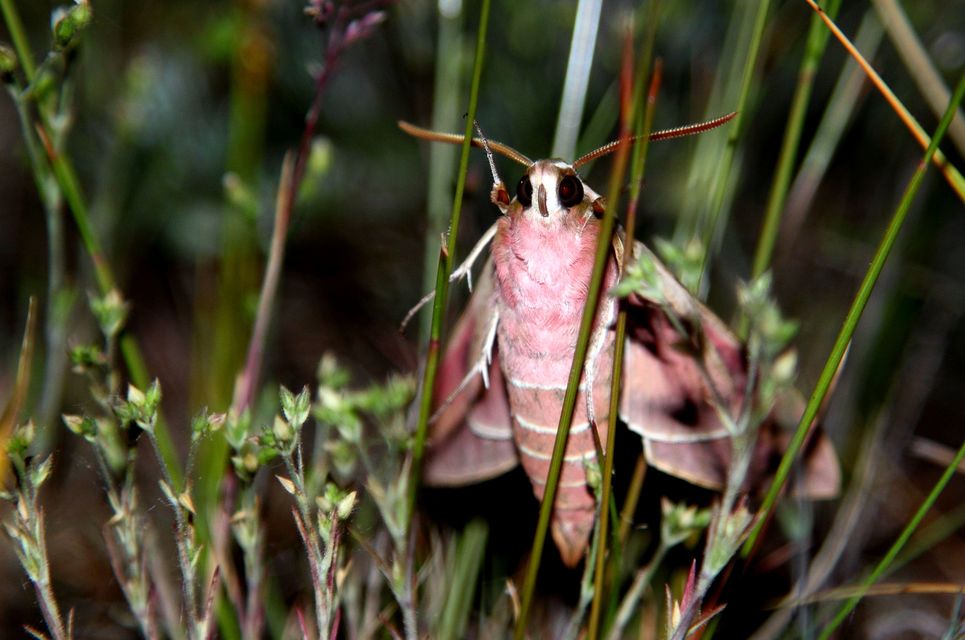 Hyles euphorbiae - kutyatejszender