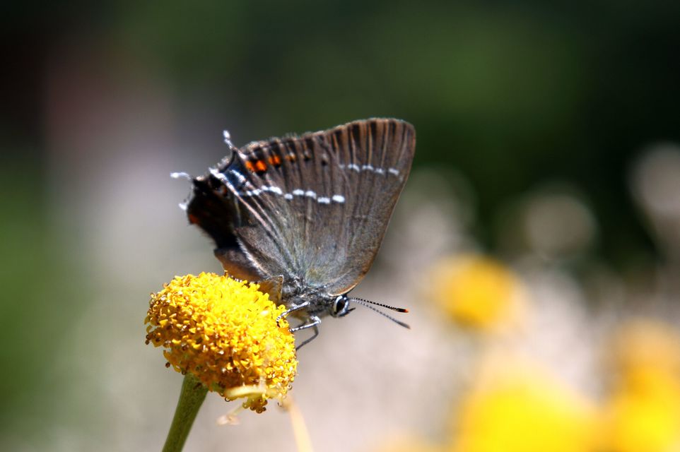 Satyrium spini - kökény-csücsköslepke