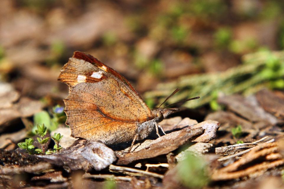 Libythea celtis - csőröslepke