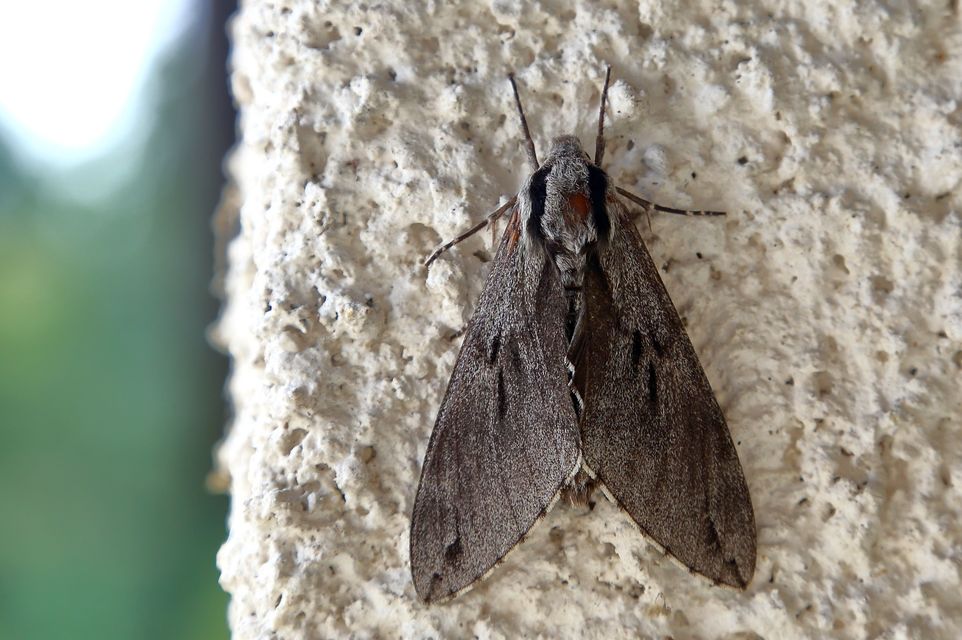 Hyloicus pinastri - fenyőszender