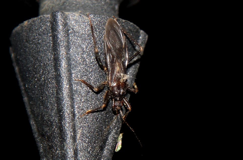 Reduvius personatus - szemetes zugpoloska