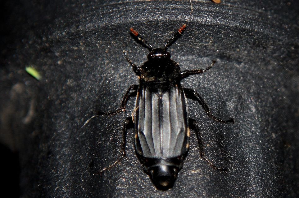 Necrodes littoralis - nagy dögbogár