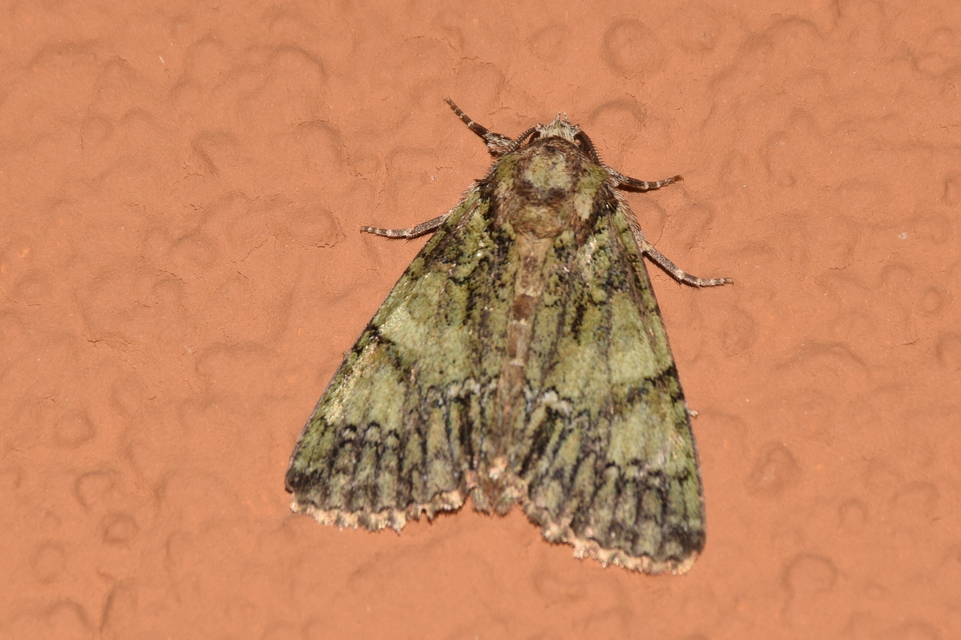 Polyphaenis sericata - selyemfényű erdeibagoly